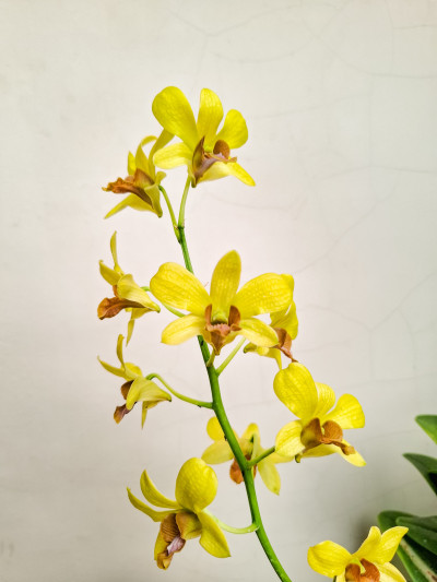 N1463 - Aldyimawan23