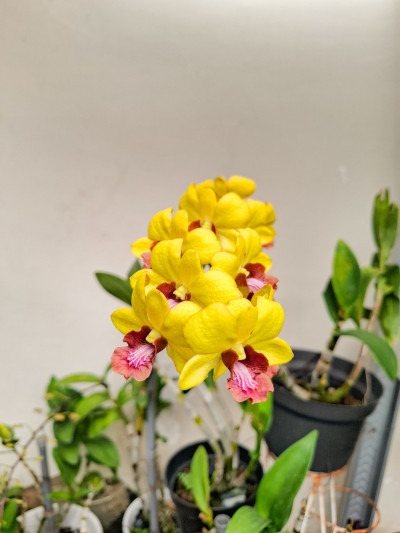 N1468 - Aldyimawan23