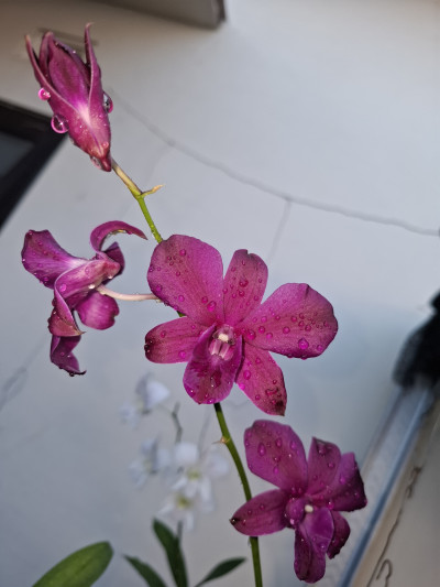 N1475 - Aldyimawan23