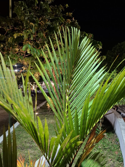N1507 - Aldyimawan23