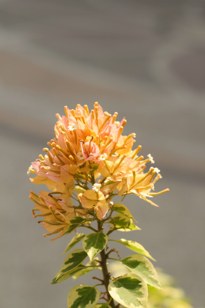 N1620 - Aldyimawan23