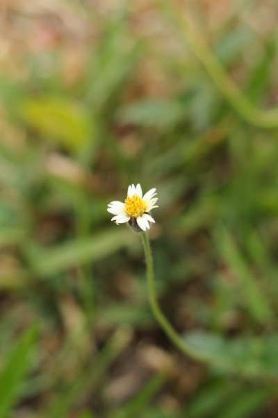 N1665 - Aldyimawan23
