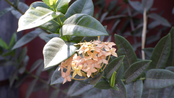 N596 - Nandaalfiah