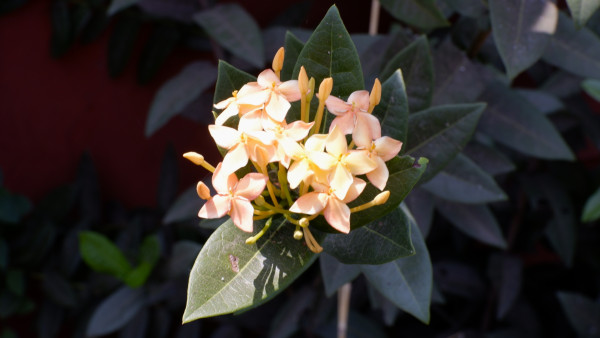 N622 - Zahwa
