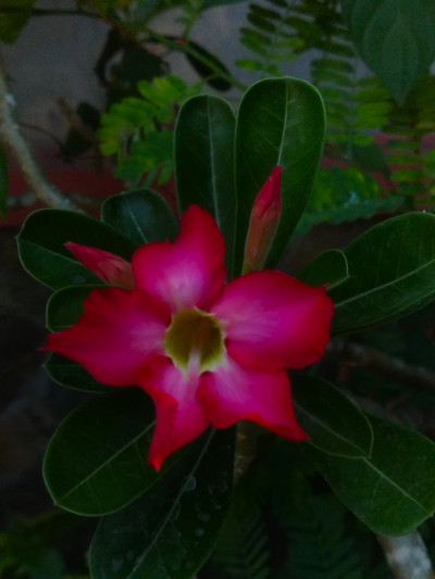 N688 - Zahwa