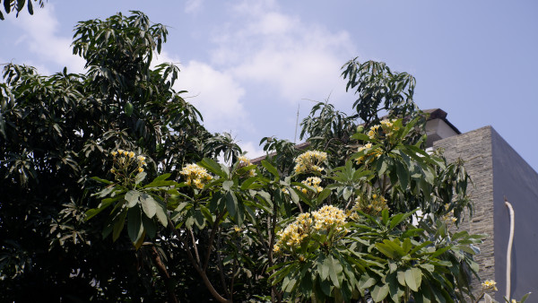 N755 - Nandaalfiah