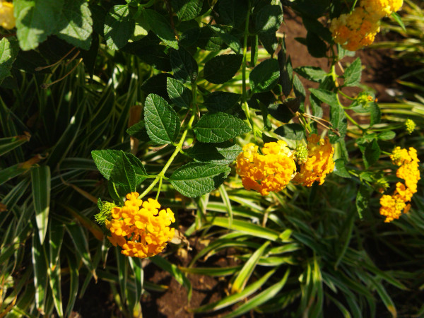 N783 - Zahwa