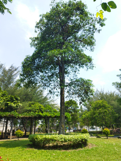 N809 - Divanujulagmailcom
