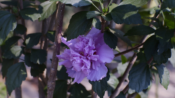 N869 - Zahwa